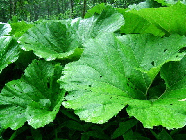 big leaves