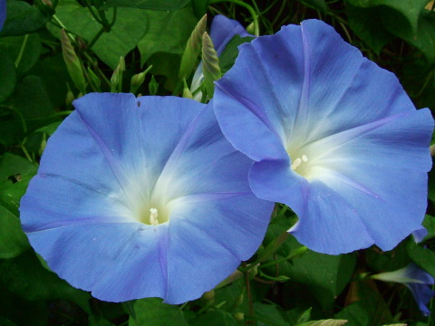 morning glory