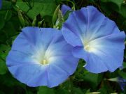 morning glory